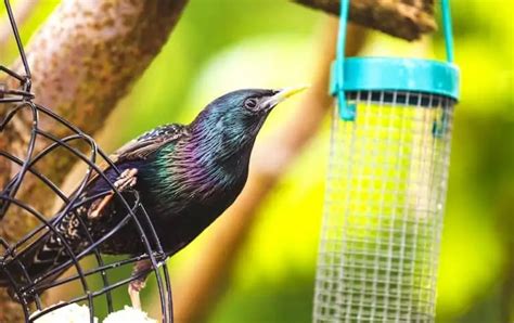 How To Get Rid Of Starlings At Feeders 7 Helpful Tips Bird Feeder Hub