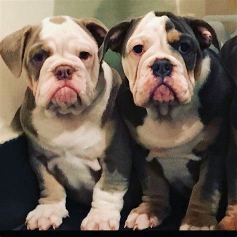 Lilac Tri And Blue Tri English Bulldog Puppies In Bury Manchester