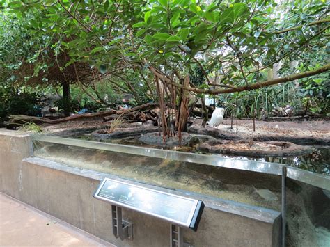Wetlands Trail Mangrove Forest Exhibit Zoochat
