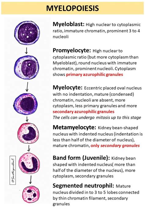 Myelopoiesis Pathology Made Simple