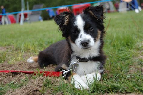 California puppies receives applications constantly from breeders wishing to join our network, yet less than 10% of these applications are approved. Miniature American Shepherd Info, Temperament, Puppies ...