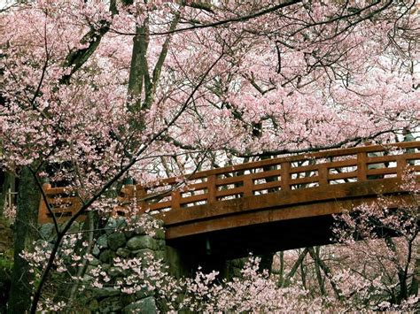 Wallpapernarium Bellos Arboles De Cerezas De Japón Fondos De