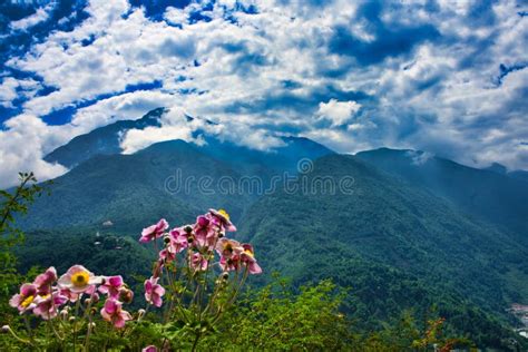 Pink Mountain Flowers Stock Image Image Of Himalaya 157466213