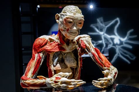 Get Up Close With Real Human Bodies Organs At Museums