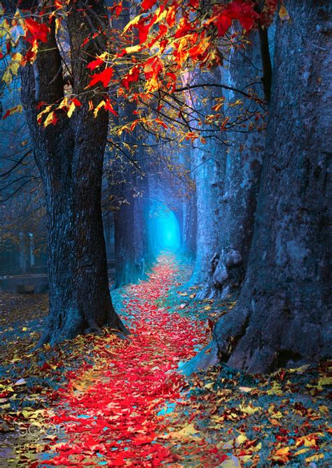 Autumn Magic Wallpapers Wallpaper Cave