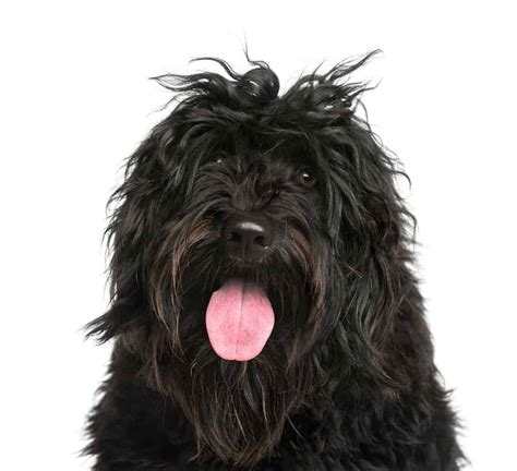Portuguese Water Dog Temperament Price Puppies And Breeder Tips