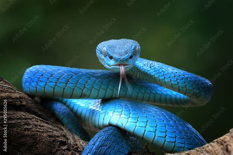 Blue Viper Snake Closeup Face Viper Snake Blue Insularis