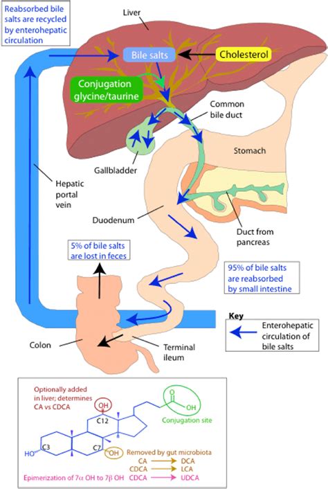 Bile Acid Metabolism Adapted From 167 Download Scientific Diagram