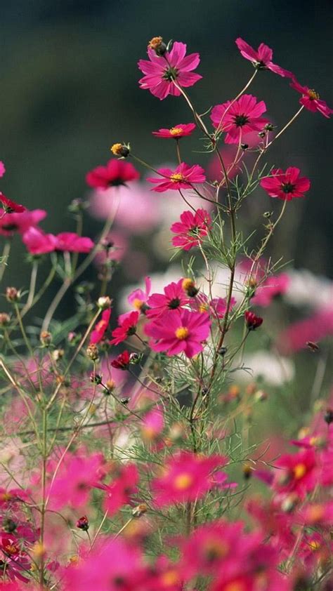 Aesthetic Laptop Backgrounds Flowers Flower Aesthetic Wallpapers