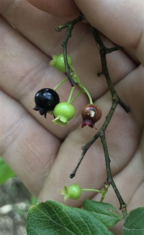 Maryland Biodiversity View Thumbnails Hairy Highbush Blueberry