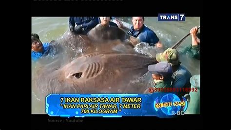 Ikan gurami raksasa atau osphronemus goramy merupakan spesies gurami besar asli asia tenggara. Mengolah Kijing Besar Air Tawar - Pengelolaan Ekosistem Air Tawar Antarkan Sunarto jadi Guru ...