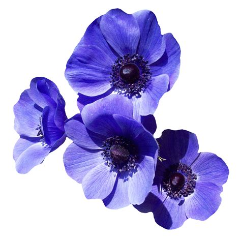 Violet Flower Png Transparent Images Png All