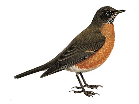 Robin Bird Png Png Image Collection