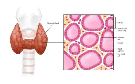 Thyroid Cancer Healthand