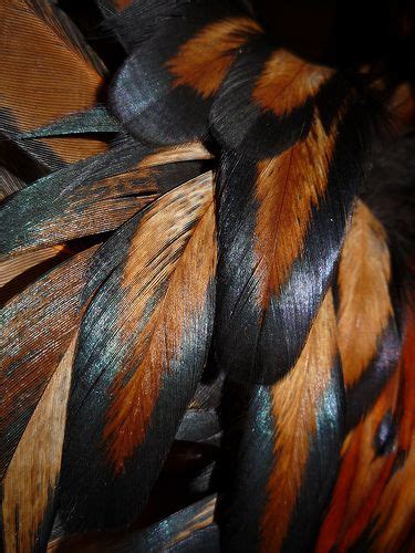 Tail Feathers Macro in 2019 | fly tying materials | Feather, Feather