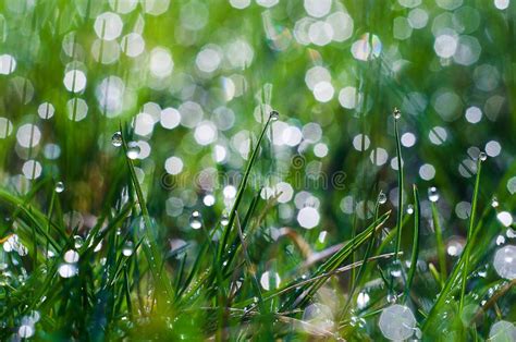 Small Drops Of Dew On Fresh Green Grass In The Morning Stock Image
