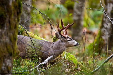 Blacktail Deer | Mule deer hunting, Deer pictures, Wild deer
