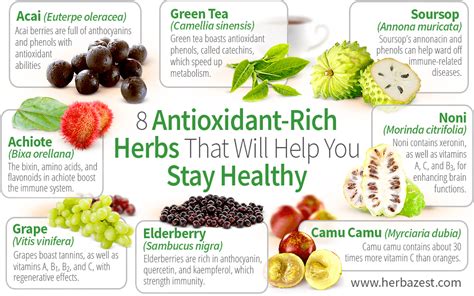 The Five Best Herbs To Grow Gain Antioxidants Vitamins And Medicial