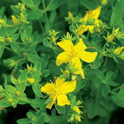 We believe pets are an integral part of our families and deserve our utmost kindness and respect. St. John's Wort Herb Seeds | Planet Natural