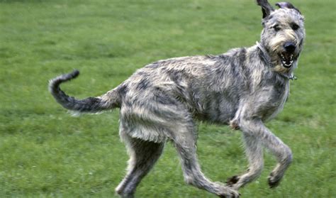 Irish Wolfhound Temperament Lifespan Shedding Puppy