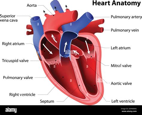 Heart Anatomy Part Of The Human Heart Stock Vector Image And Art Alamy
