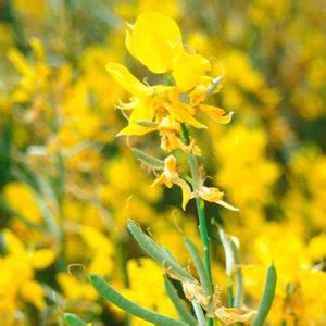 This helps monitor the spread of diseases and warn the public of. Noxious Weed Guide - Weed Pest & Mosquito Abatement Ada County