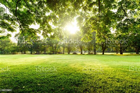 Beautiful Landscape In Park With Tree And Green Grass Field At Morning