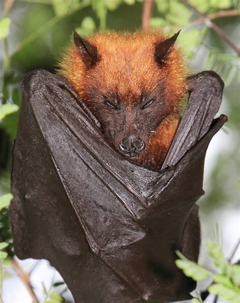 Giant Golden Crowned Flying Fox Bat Facts Habitat Diet Life Cycle