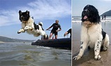 Whizz the Newfoundland life-dog who can rescue 12 people at once ...