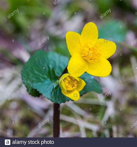 Close Up Natural Yellow Kingcup Flower Caltha Palustris In Bloom