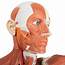 Anatomical Model  Life Size Male Muscular Figure 37 Part