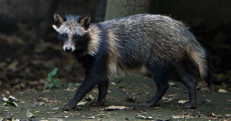 Raccoon Dogs At Wuhan Wet Market More Likely To Have Caused Killer