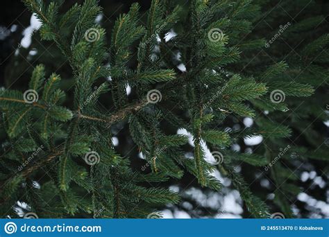 Needles On The Branches Of Spruce Or Pine Spruce Branches Close Up