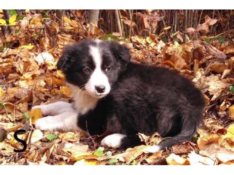 Border Collie Australian Shepherd Mix Puppies Apple Valley Puppies