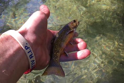 Video Crisp Brook Trout Days In New England Orvis News