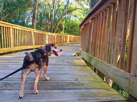 This is the newest place to search, delivering top results from across the web. Dog Walking | Walk Your Dog |Take Your Dog For A Walk