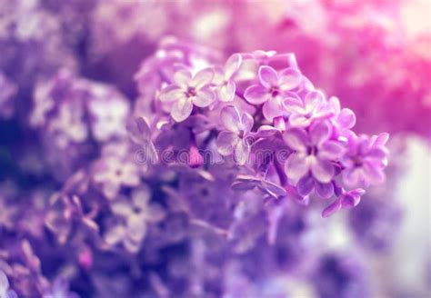 Wild Flowers Lilac Bush In Rays Stock Image Image Of Arrangement