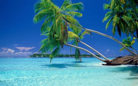 Wallpaper Landscape Sea Bay Nature Beach Coast Palm Trees