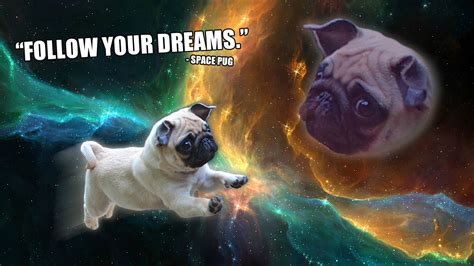 Baby Pug In Mid Air X Post From Rpugs Rphotoshopbattles