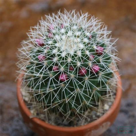 A wide variety of cactus and succulent options are available to you, such as subtropics, tropics, and subfrigid. Mammillaria Ernestii Seeds, Cactus Seeds, Variety#032 ...
