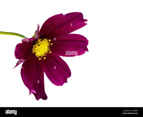 Dark Purple Cosmos Flower Cosmos Bipinnatus Isolated On A White