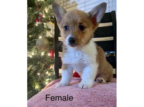 Furthermore, the entirety of our pups have incredible demeanors. Litter of AKC Pembroke Welsh Corgi Puppies in Charlotte, North Carolina - Puppies for Sale Near Me