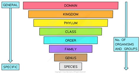 Ib Dp Biology Hl Classification System