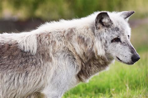 Canadian Timber Wolf Animal Free Photo On Pixabay Pixabay