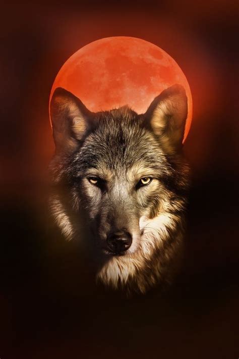 Wolf Photos Wolf Pictures Beautiful Wolves Animals Beautiful Angry