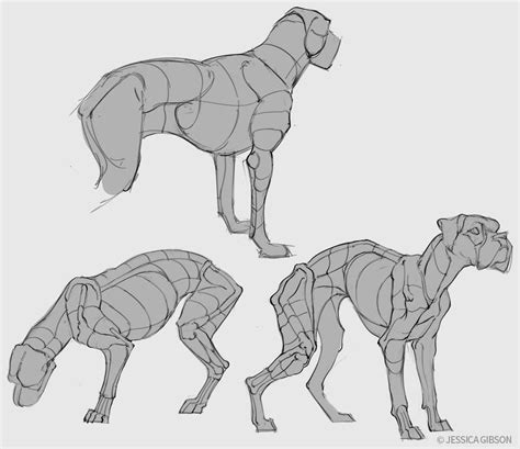 Dog Anatomy Studies By Servaline On Deviantart Dog Anatomy Animal