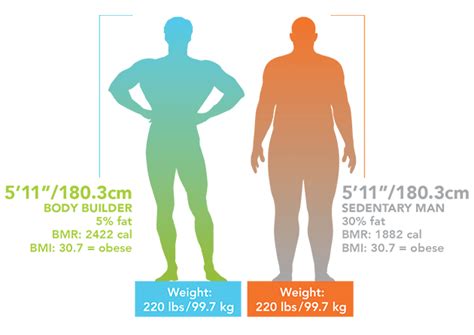 male body composition chart