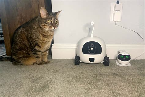Rocki Robot Review A Remote Tentacle Headed Cat Bot Wired