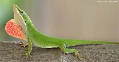 Green Anole Lizards Develop Stickier Feet In Just 15 Years