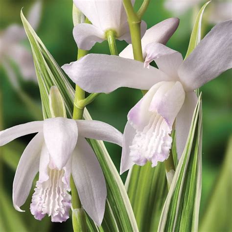 Vanilla planifolia variegated is a very easy plant for in the tropical terrarium. Alba Variegated Chinese Orchid | Ground orchids, Shade ...